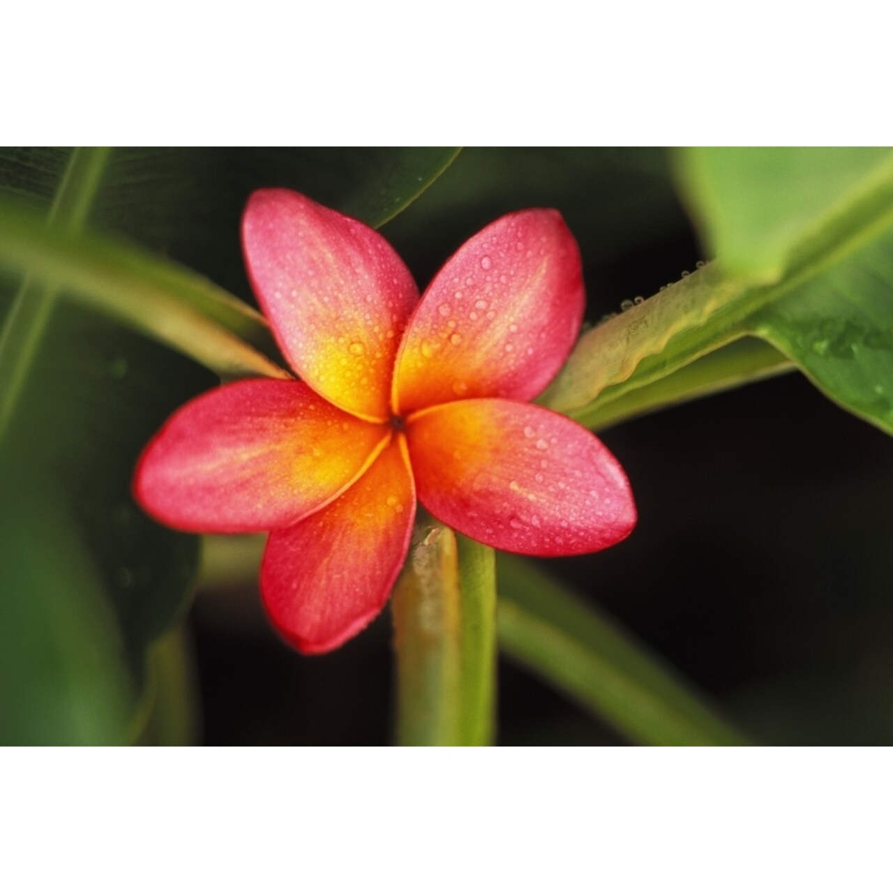 Posterazzi Pink Plumeria Flower Resting On Banana Plant Stems Poster Print